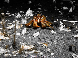 Hermit crab in Puget Sound by John Di Croce 